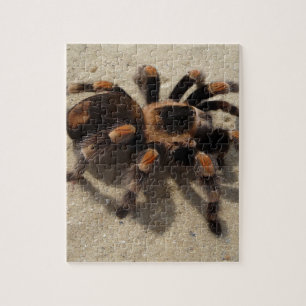Puzzle Tarantula brachypelma rouge genou toxique