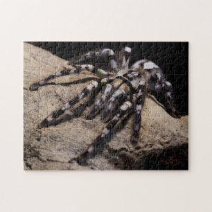 Puzzle Tarantula ornementale indienne