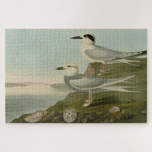 Puzzle Tern Audubon Birds of America de Havell et Trudeau