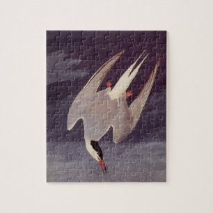 Puzzle Terne arctique par John James Audubon, Oiseaux Vin