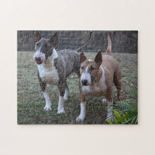Puzzle Terriers des taureaux miniers