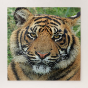 Puzzle Tigre