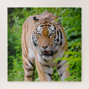 Puzzle Tigre Adulte Prowling Parmi Les Feuilles Vert Clai