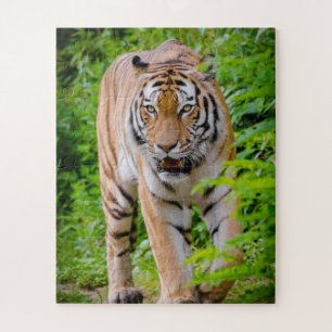Puzzle Tigre Adulte Prowling Parmi Les Feuilles Vert Clai