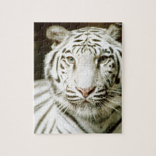 Puzzle Tigre blanc
