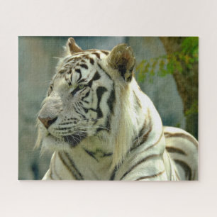 Puzzle Tigre blanc vers le haut