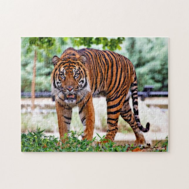 Puzzle Tigre de Sumatran. Grands chats (Horizontal)