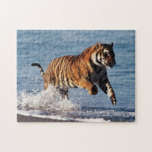 Puzzle Tigre du Bengale (Panthera Tigris)