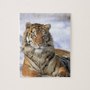 Puzzle Tigre sibérien, altaica du Tigre de Panthera,