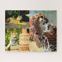 Tigres