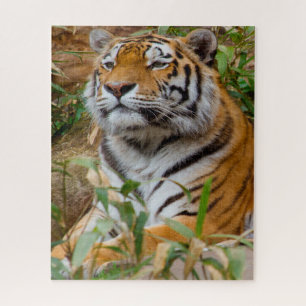 Puzzle Tigres Grands Félins.