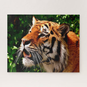 Puzzle Tigres Grands Félins.