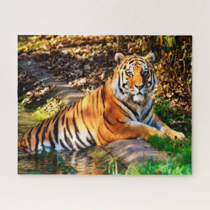 Puzzle Tigres Grands Félins.