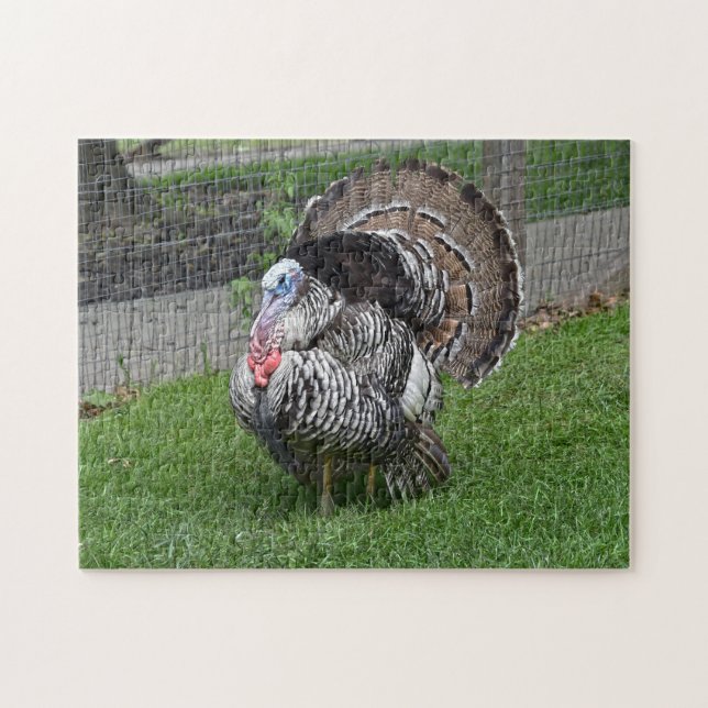 Puzzle Tom Turquie (Horizontal)