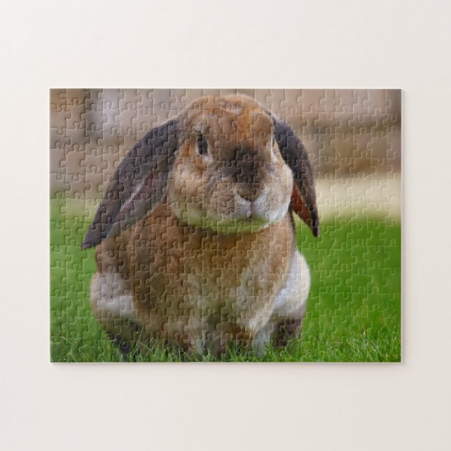Puzzle Tortoiseshell Velveteen Holland Lop Bunny Rabbit (Horizontal)