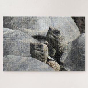 Puzzle tortue des bébés galapagas