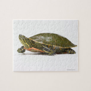 Puzzle Tortue peinte occidentale (bellii de picta de