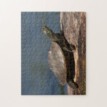 Tortue peinte sur un bûcher