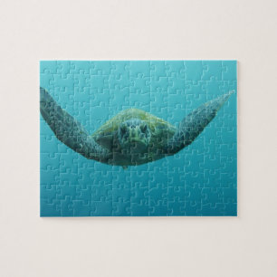 Puzzle Tortue verte (Chelonia mydas agassisi), Centre