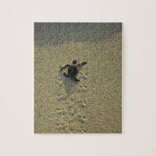 Puzzle Tortue verte, (Chelonia mydas), nouveau-né