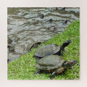 Puzzle Tortues au bord de l'eau