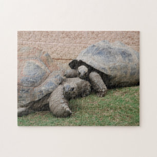 Puzzle tortues géantes