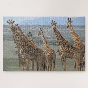 Puzzle tour girafe