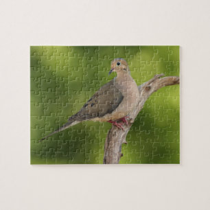 Puzzle Tourterelle triste, Zenaida macroura