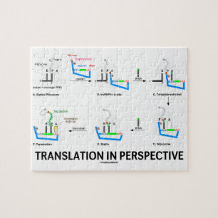 Puzzle Traduction dans la perspective (protéine de