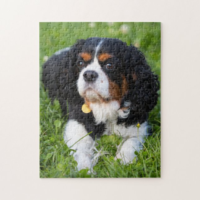 Puzzle Tri Couleur Cavalier King Charles Spaniel Chien Ch (Vertical)