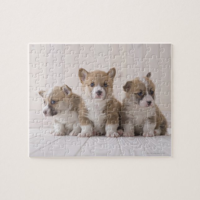 Puzzle Trois Corgi gallois (Horizontal)