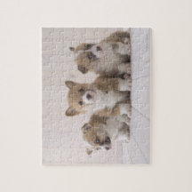 Trois Corgi gallois