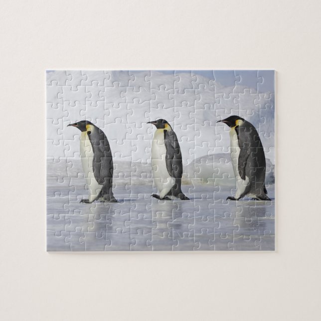 Puzzle Trois pingouins empereurs, île de Snow Hill (Horizontal)