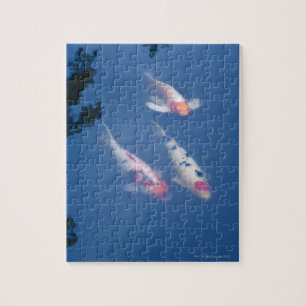Puzzle Trois poissons japonais de koi dans l'étang
