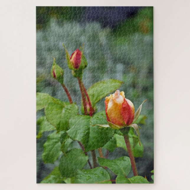 Puzzle Trois rosebules (Vertical)