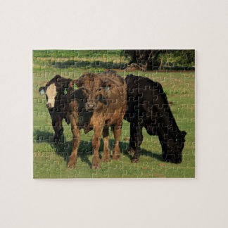 Puzzle Trois vaches du Kansas dans un pâturage