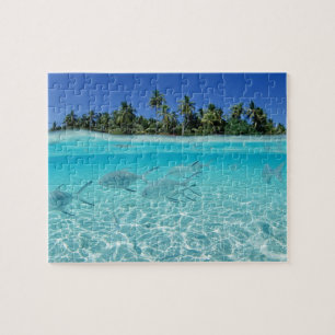 Puzzle tropical de jeu de poissons