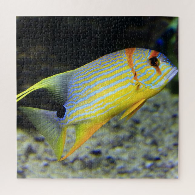 Puzzle Tropical Fish (Vertikal)