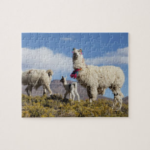 Puzzle Troupeau de lama décoré dans les montagnes du Puna
