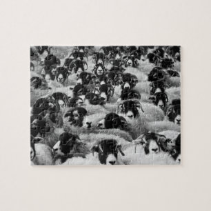 Puzzle Troupeau de mouton noir et blanc