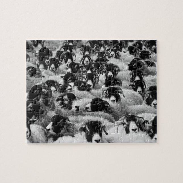 Puzzle Troupeau de mouton noir et blanc (Horizontal)