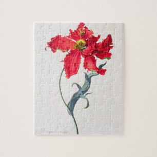 Puzzle Tulipe : Fard à joues de Perroquet
