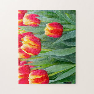 Puzzle Tulipes rouges et jaunes vibrantes dans un jardin 