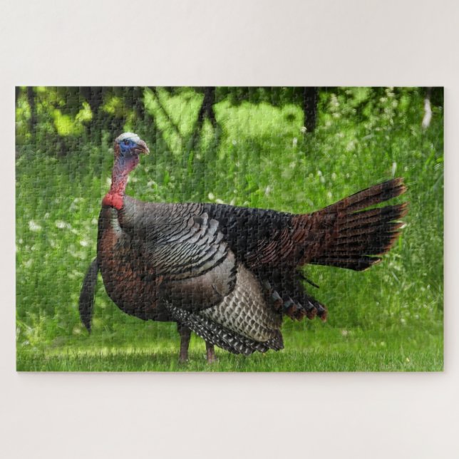 Puzzle Turquie sauvage mâle mature Afficher des plumes (Horizontal)