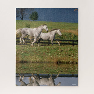 Puzzle Two Dapple Grey Percheron Horses Running