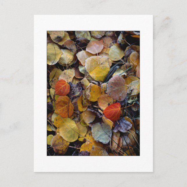 "Puzzle um den Herbst" Postkarte (Vorderseite)