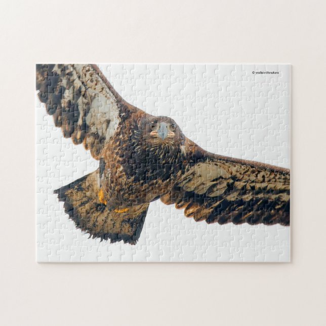 Puzzle Un aigle à tête blanche étonnant fait un survol (Horizontal)