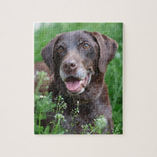 Puzzle Un chien allemand d'indicateur aux cheveux courts