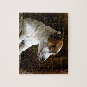 Puzzle Un Jack de pensée Russell Terrier