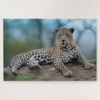 Un léopard d'Afrique Un grand chat Nature animale